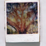 Paint Polaroid Series: Live Oak